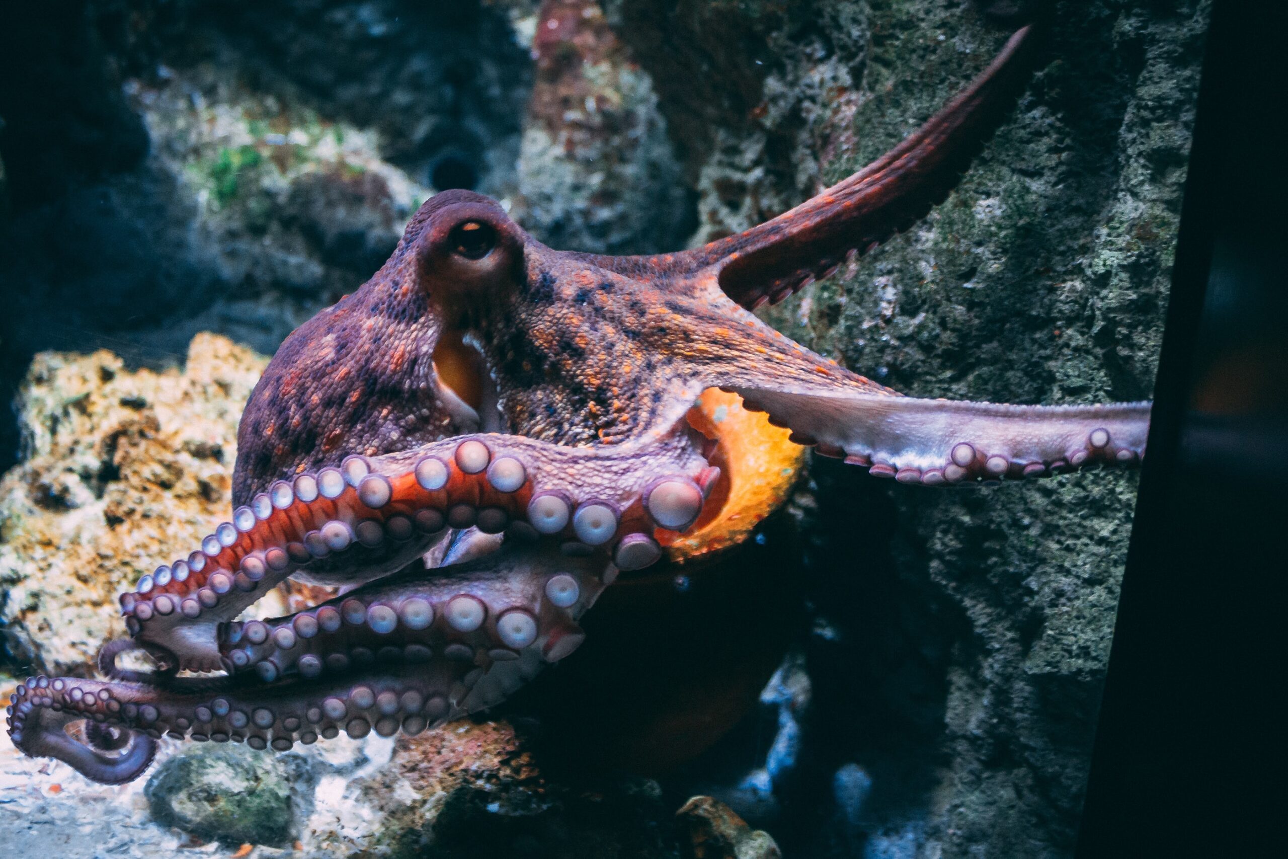 Octopus vs Underwater Maze